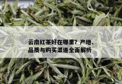 云南红茶好在哪里？产地、品质与购买渠道全面解析