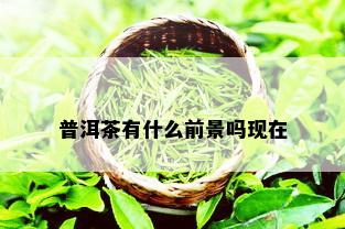 普洱茶有什么前景吗现在