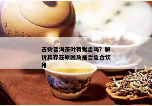 古树普洱茶叶有锯齿吗？解析其存在原因及是否适合饮用