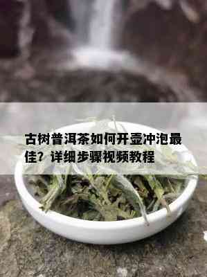 古树普洱茶如何开壶冲泡更佳？详细步骤视频教程