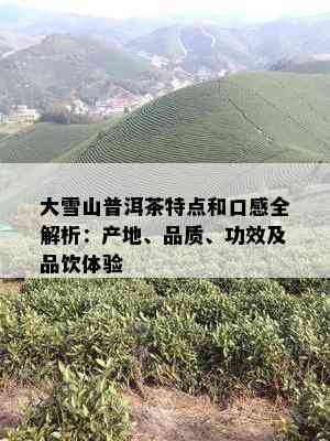 大雪山普洱茶特点和口感全解析：产地、品质、功效及品饮体验