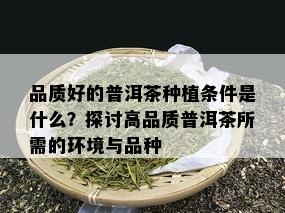 品质好的普洱茶种植条件是什么？探讨高品质普洱茶所需的环境与品种