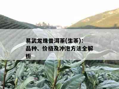 易武龙珠普洱茶(生茶)：品种、价格及冲泡方法全解析