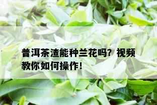 普洱茶渣能种兰花吗？视频教你如何操作！