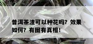 普洱茶渣可以种花吗？效果如何？有图有真相！