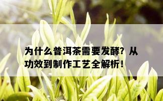 为什么普洱茶需要发酵？从功效到制作工艺全解析！