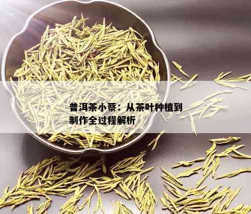 普洱茶小蔡：从茶叶种植到制作全过程解析