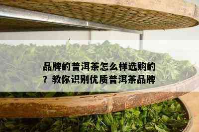 品牌的普洱茶怎么样选购的？教你识别优质普洱茶品牌