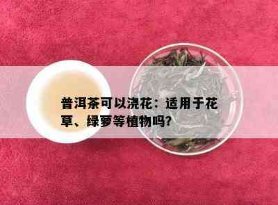 普洱茶可以浇花：适用于花草、绿萝等植物吗？