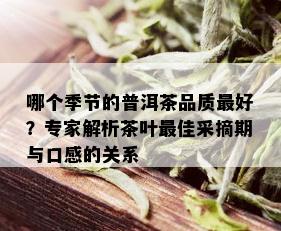 哪个季节的普洱茶品质更好？专家解析茶叶更佳采摘期与口感的关系