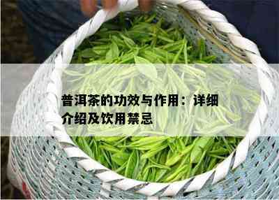 普洱茶的功效与作用：详细介绍及饮用禁忌