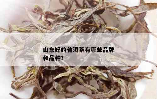 山东好的普洱茶有哪些品牌和品种？