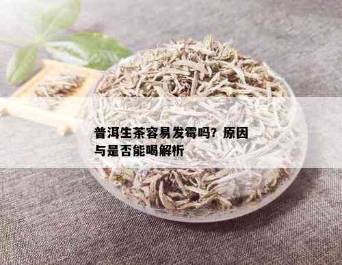 普洱生茶容易发霉吗？原因与是否能喝解析