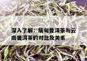 深入了解：缅甸普洱茶与云南普洱茶的对比及关系