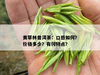 黄草林普洱茶：口感如何？价格多少？有何特点？