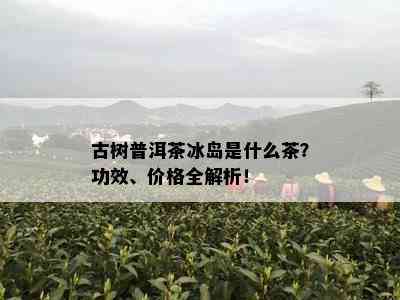 古树普洱茶冰岛是什么茶？功效、价格全解析！