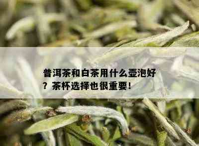 普洱茶和白茶用什么壶泡好？茶杯选择也很重要！