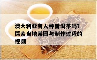 澳大利亚有人种普洱茶吗？探索当地茶园与制作过程的视频