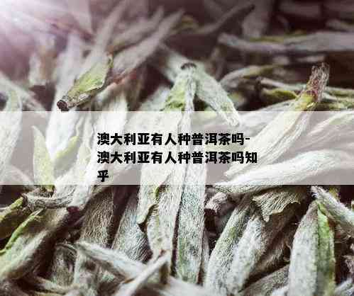 澳大利亚有人种普洱茶吗-澳大利亚有人种普洱茶吗知乎