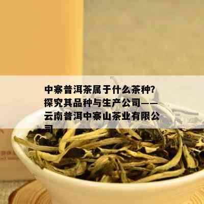 中寨普洱茶属于什么茶种？探究其品种与生产公司——云南普洱中寨山茶业有限公司