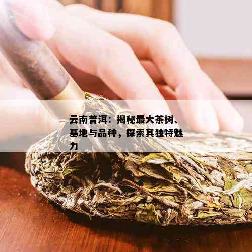 云南普洱：揭秘更大茶树、基地与品种，探索其独特魅力