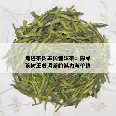 走进茶树王国普洱茶：探寻茶树王普洱茶的魅力与价值