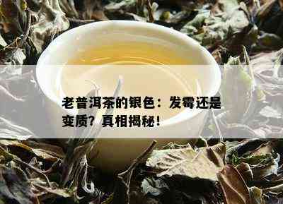 老普洱茶的银色：发霉还是变质？真相揭秘！