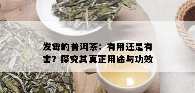 发霉的普洱茶：有用还是有害？探究其真正用途与功效