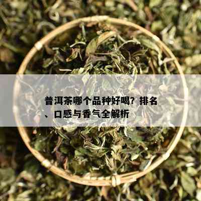 普洱茶哪个品种好喝？排名、口感与香气全解析