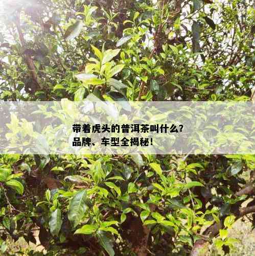 带着虎头的普洱茶叫什么？品牌、车型全揭秘！