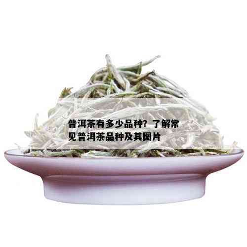 普洱茶有多少品种？了解常见普洱茶品种及其图片