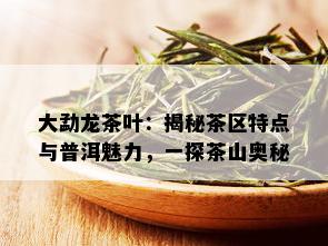 大勐龙茶叶：揭秘茶区特点与普洱魅力，一探茶山奥秘