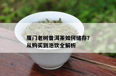 厦门老树普洱茶如何储存？从购买到泡饮全解析