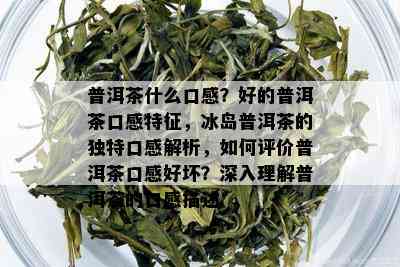 普洱茶什么口感？好的普洱茶口感特征，冰岛普洱茶的独特口感解析，如何评价普洱茶口感好坏？深入理解普洱茶的口感描述