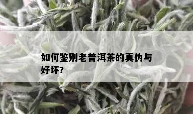 如何鉴别老普洱茶的真伪与好坏？