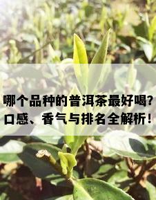 哪个品种的普洱茶更好喝？口感、香气与排名全解析！