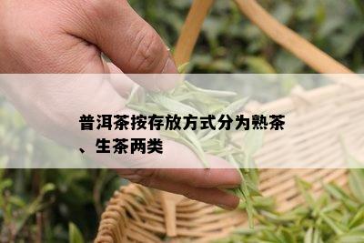 普洱茶按存放方式分为熟茶、生茶两类