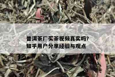 普洱茶厂买茶视频真实吗？知乎用户分享经验与观点