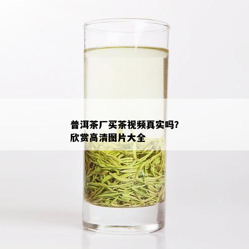 普洱茶厂买茶视频真实吗？欣赏高清图片大全