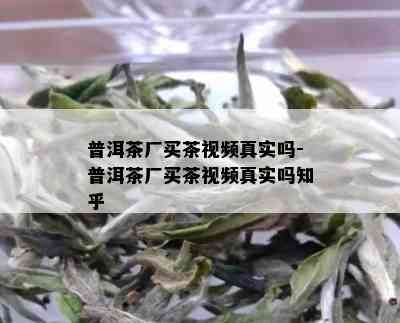 普洱茶厂买茶视频真实吗-普洱茶厂买茶视频真实吗知乎