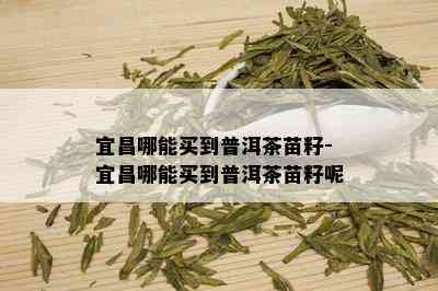 宜昌哪能买到普洱茶苗籽-宜昌哪能买到普洱茶苗籽呢