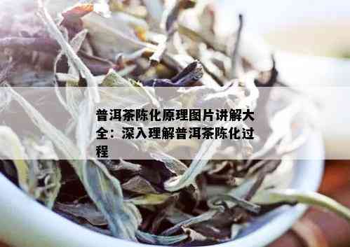 普洱茶陈化原理图片讲解大全：深入理解普洱茶陈化过程