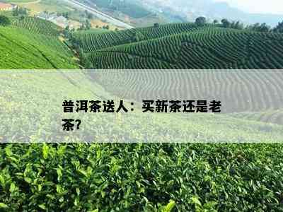 普洱茶送人：买新茶还是老茶？