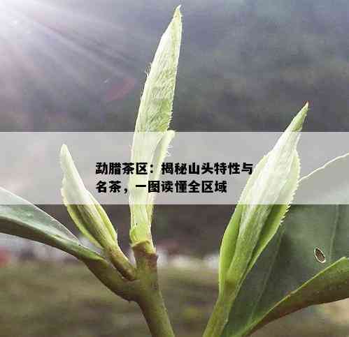 勐腊茶区：揭秘山头特性与名茶，一图读懂全区域