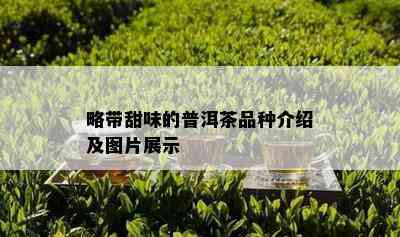 略带甜味的普洱茶品种介绍及图片展示