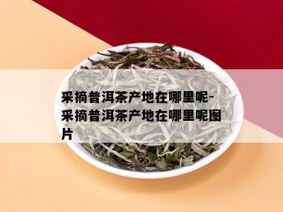 采摘普洱茶产地在哪里呢-采摘普洱茶产地在哪里呢图片