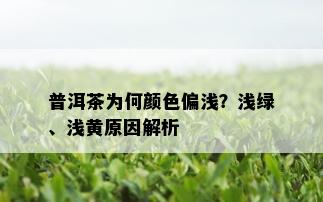 普洱茶为何颜色偏浅？浅绿、浅黄原因解析