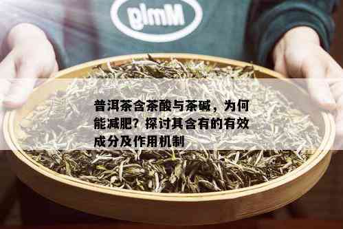 普洱茶含茶酸与茶碱，为何能减肥？探讨其含有的有效成分及作用机制