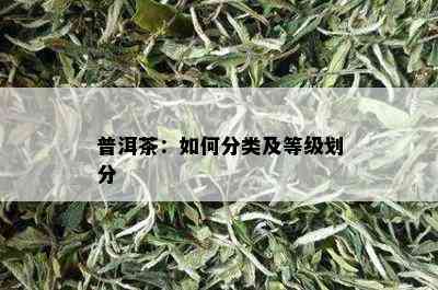 普洱茶：如何分类及等级划分