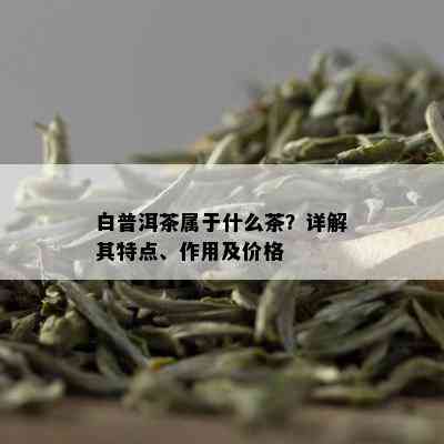 白普洱茶属于什么茶？详解其特点、作用及价格